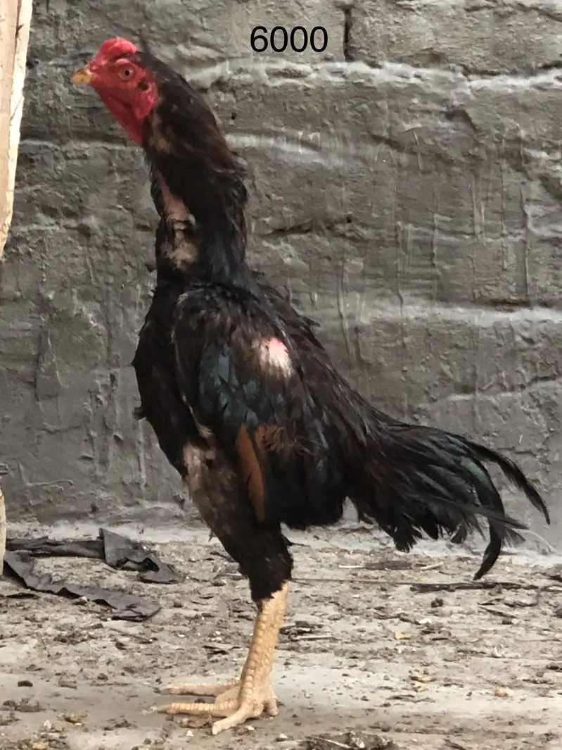 Aseel old blood line hens — photo 7