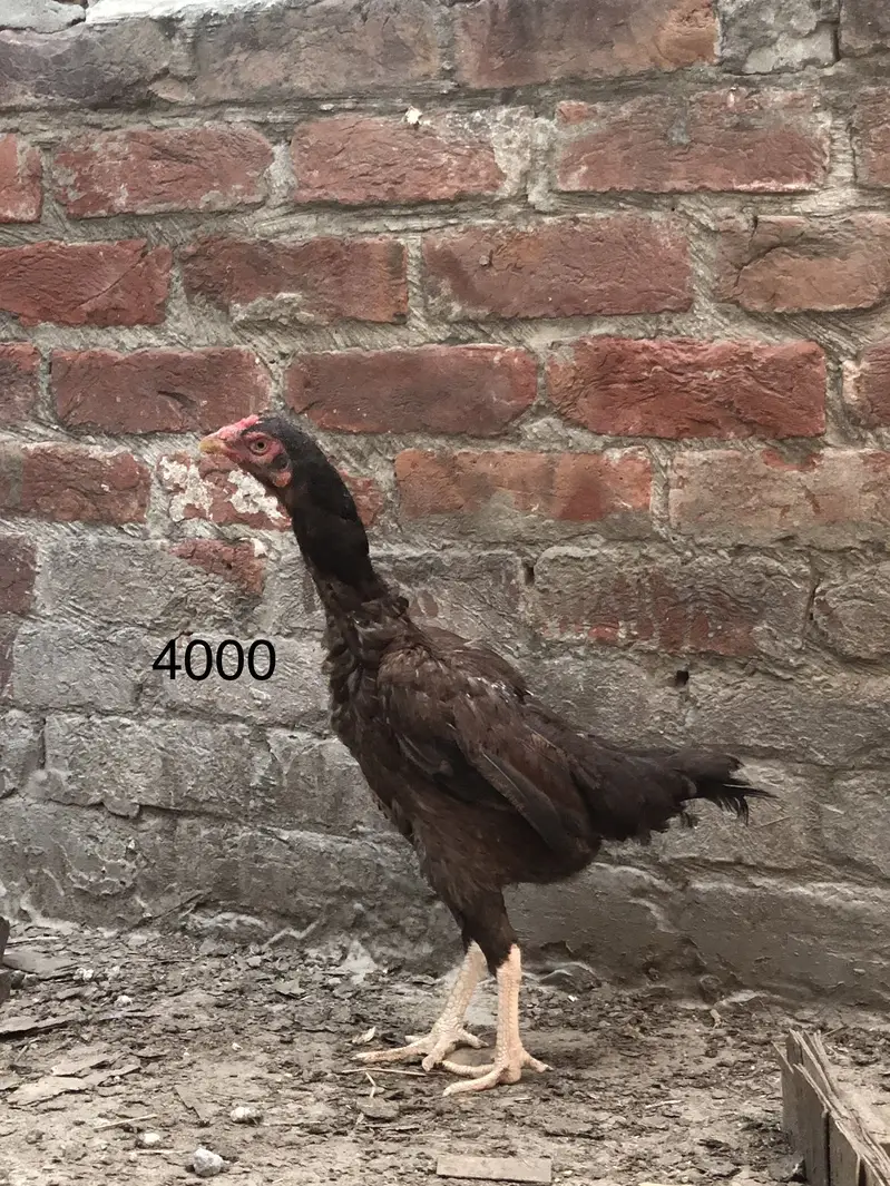 Aseel old blood line hens — photo 8