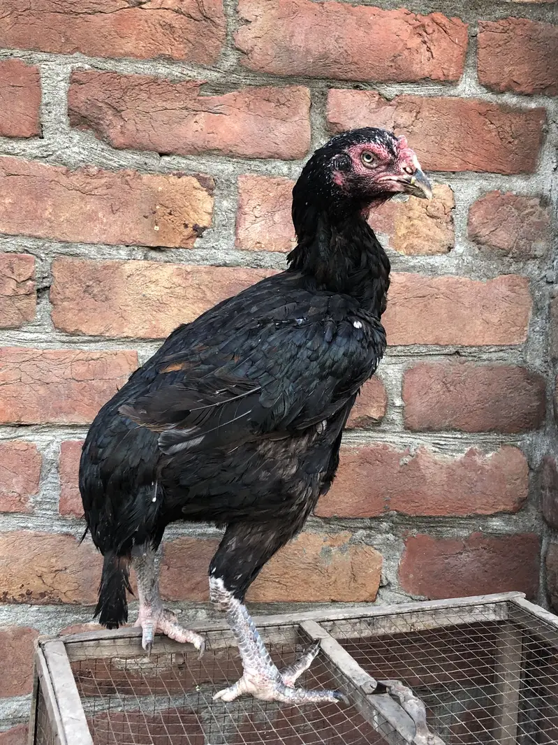 Aseel old blood line hens — photo 9