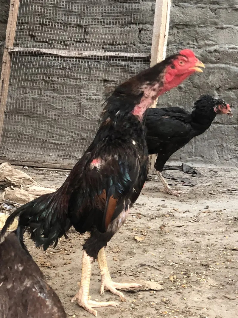 Aseel old blood line hens — photo 10