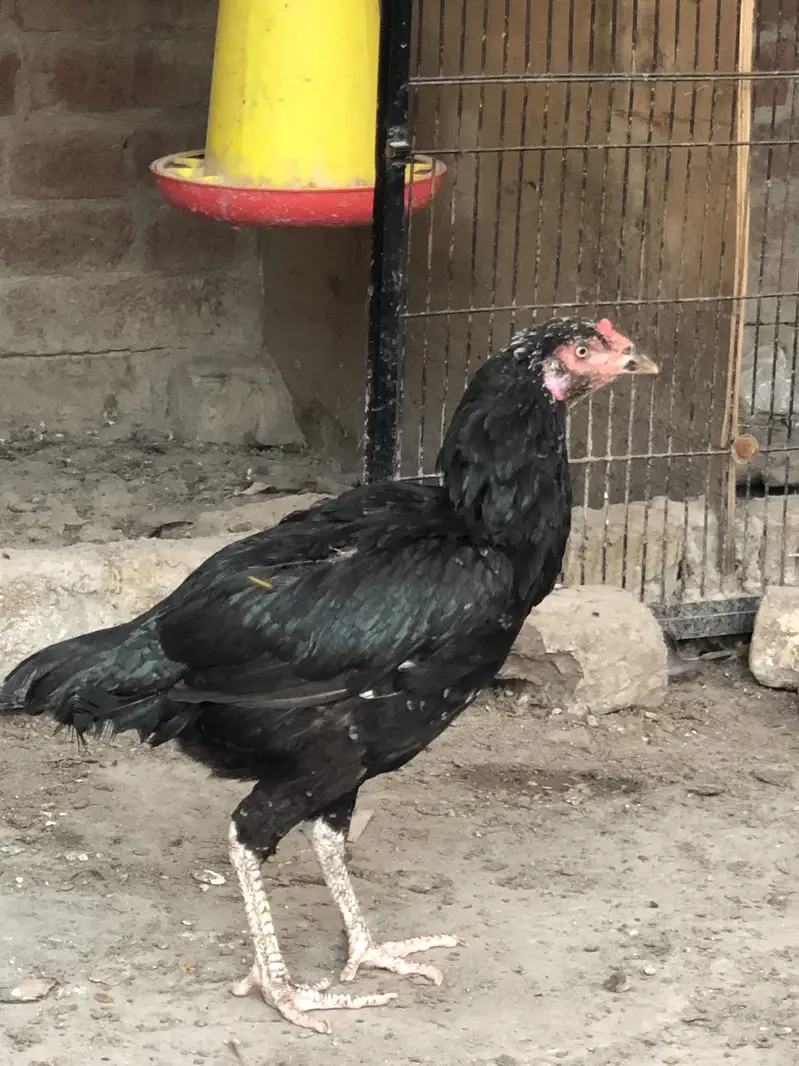 Aseel old blood line hens — photo 11