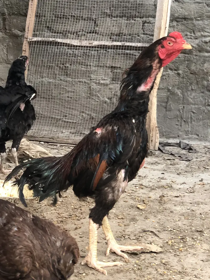 Aseel old blood line hens — photo 12