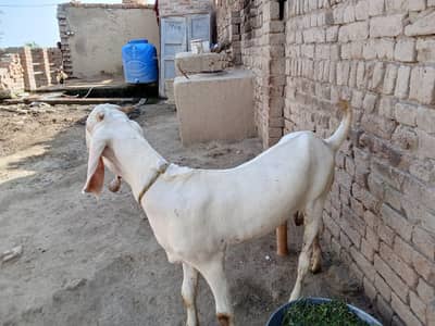 desi Bakra for Sale Mashallah Call 03490704921