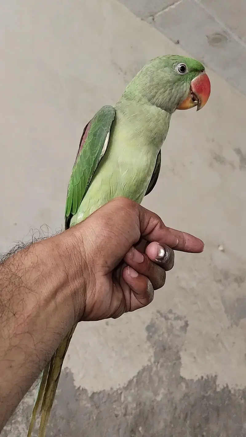Raw Pathi Female — photo 2
