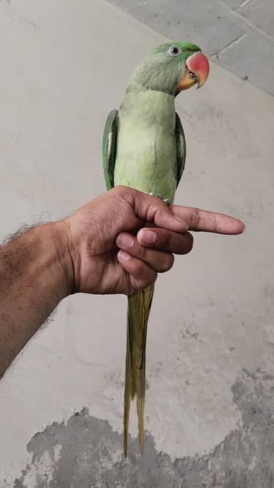 Raw Pathi Female