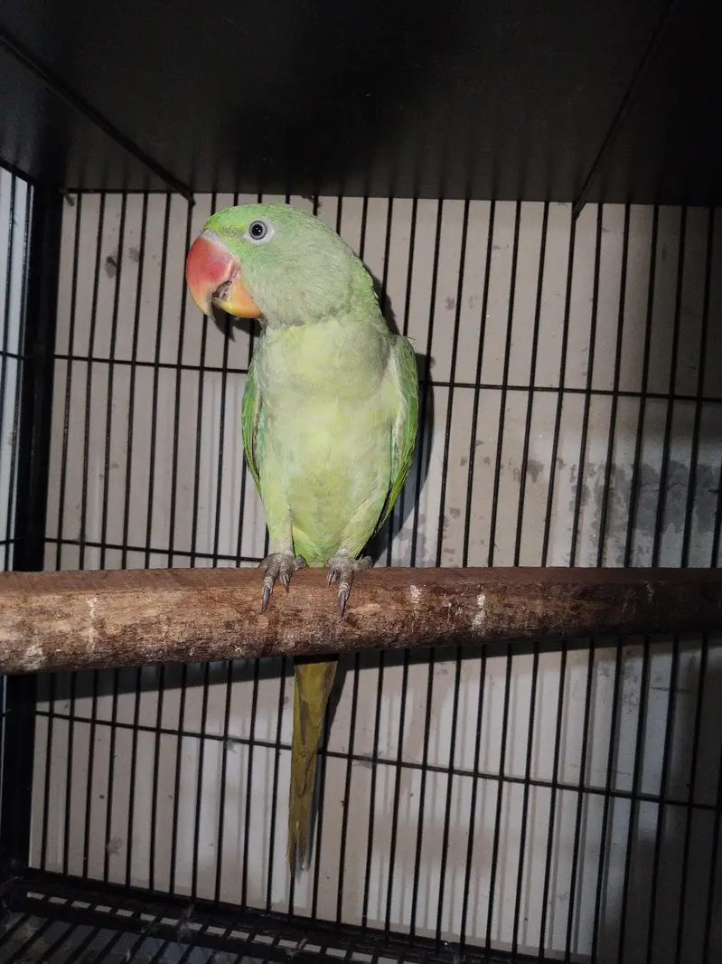 Raw Pathi Female — photo 3