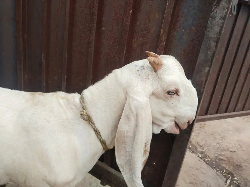 desi Bakra for Sale Mashallah Call 03490704921 — photo 2