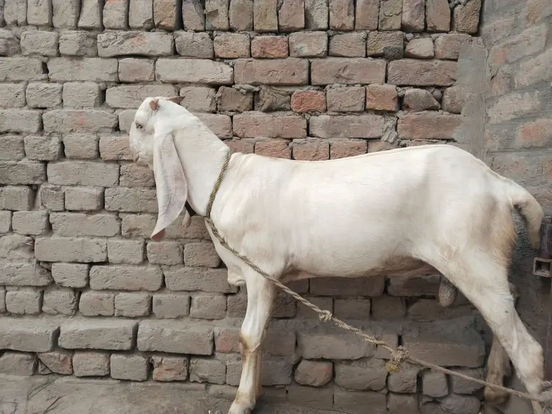 desi Bakra for Sale Mashallah Call 03490704921 — photo 3