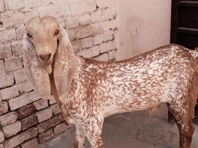 desi Bakra for Sale Call number 03242700765 — photo 2