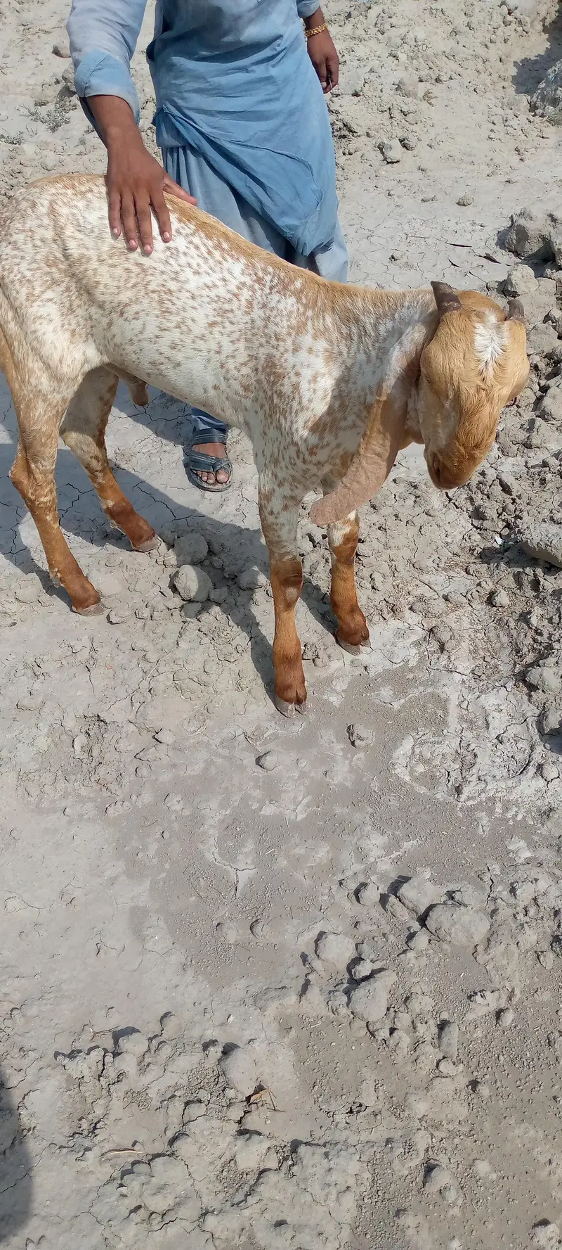 desi Bakra for Sale Call 03242700765 — photo 2
