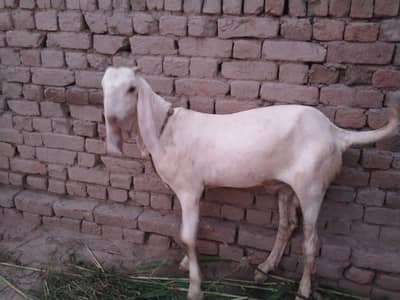 desi Bakra for sale 03490704921