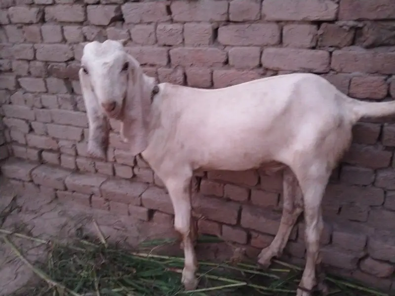desi Bakra for sale 03490704921 — photo 2