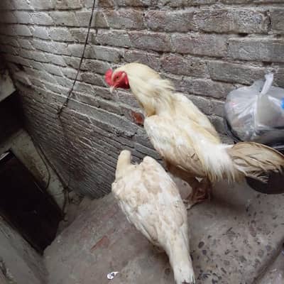 white Hera pair murghi anday da rhi h 4anday ho gya h