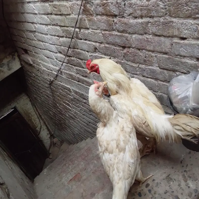 white Hera pair murghi anday da rhi h 4anday ho gya h — photo 2