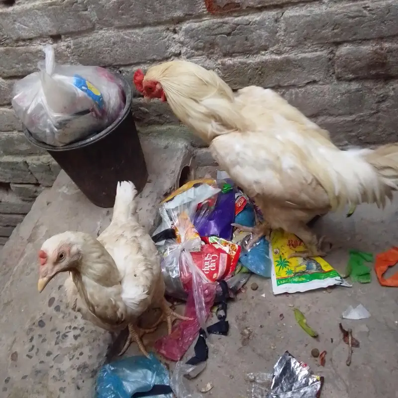 white Hera pair murghi anday da rhi h 4anday ho gya h — photo 3