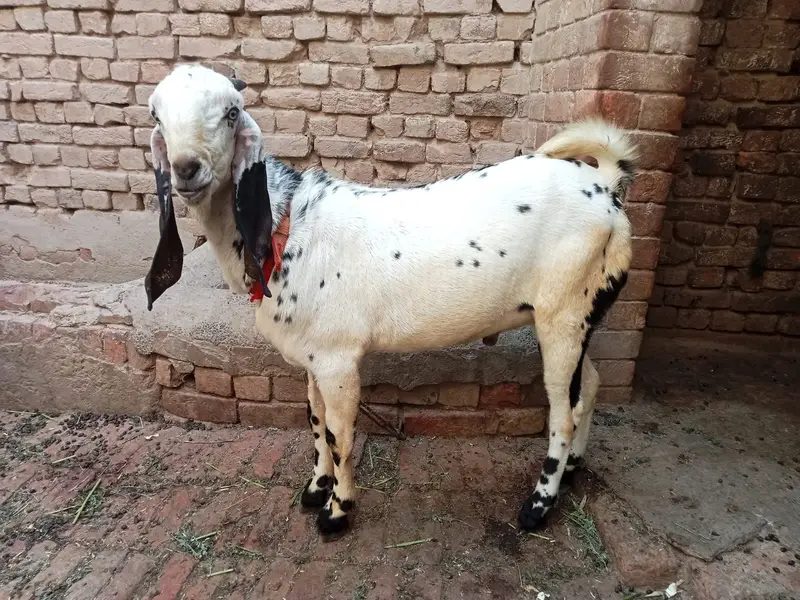 Makkhi. cheena bakra — photo 2
