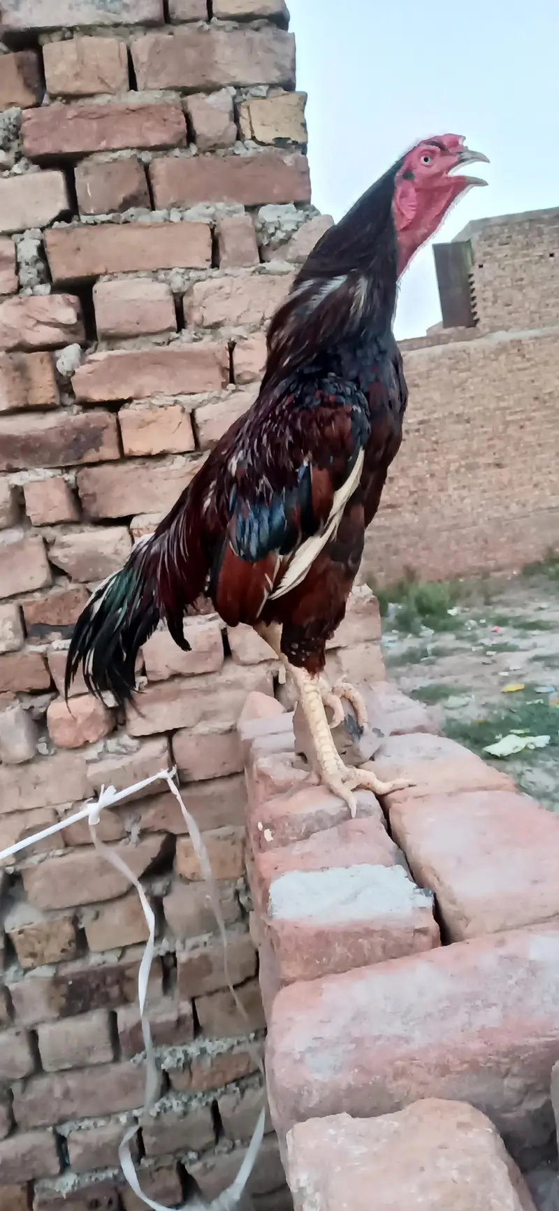 Aseel Cheena Red — photo 3
