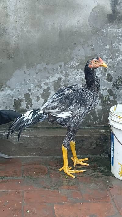 Aseel Pair for sale: Mianwali Murga & Black Thai Murgi
