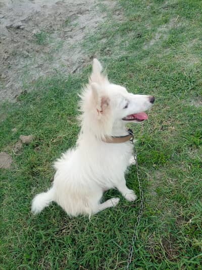 dogs  female