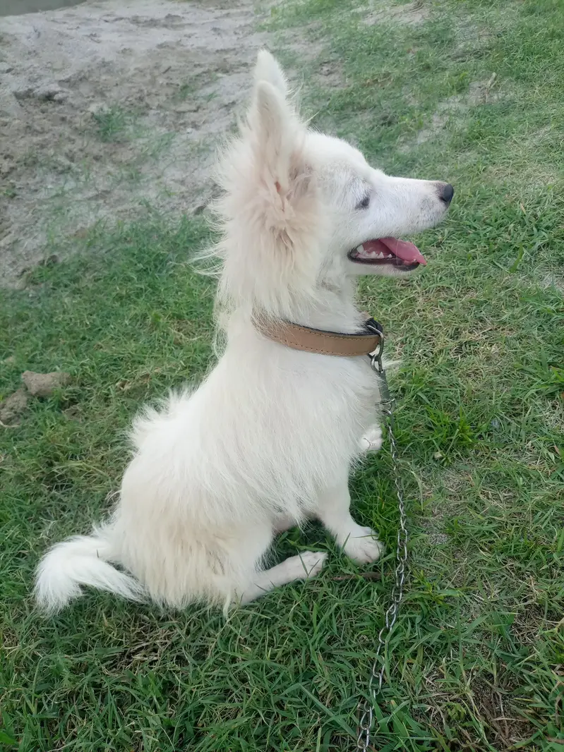 dogs  female — photo 2