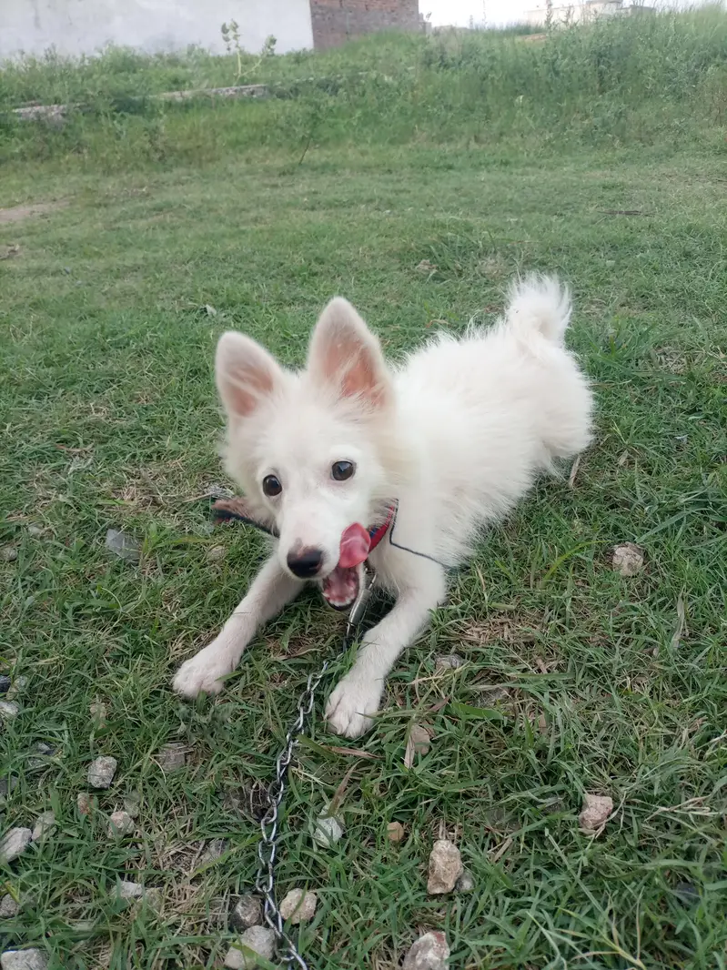 dogs  female — photo 3