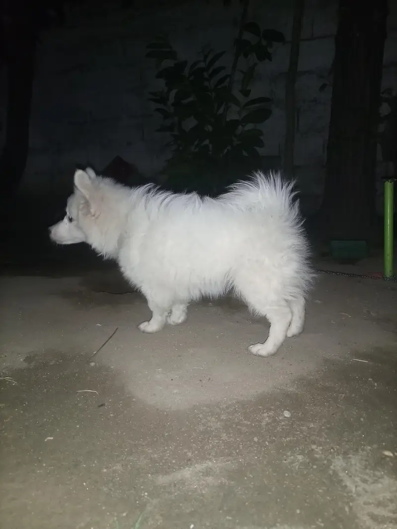 dogs  female — photo 4