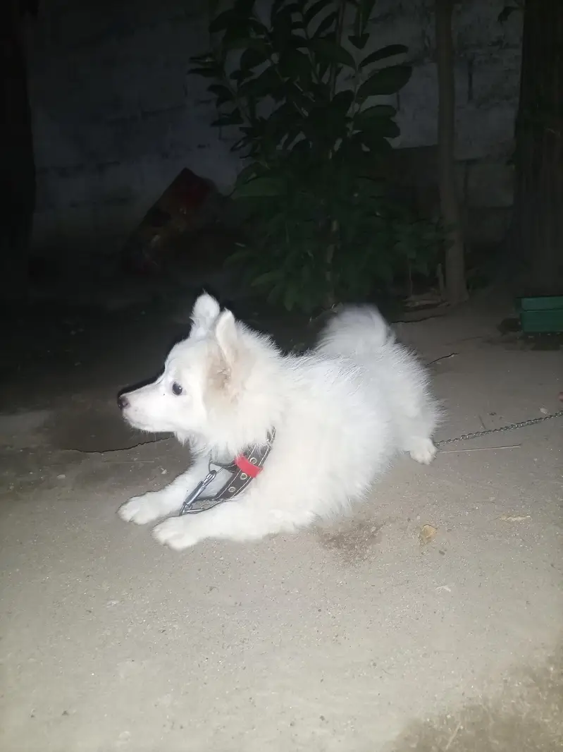 dogs  female — photo 5