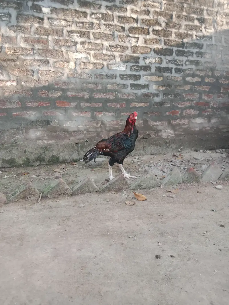 long Tail Aseel Mianwali old blood line — photo 3
