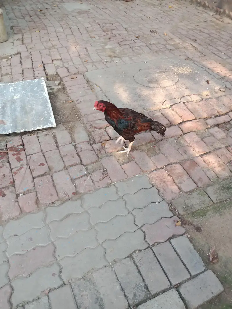 long Tail Aseel Mianwali old blood line — photo 4
