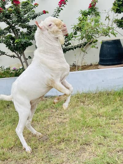 Gulabi Teddy Male Or Jambo Size Cage For Sale