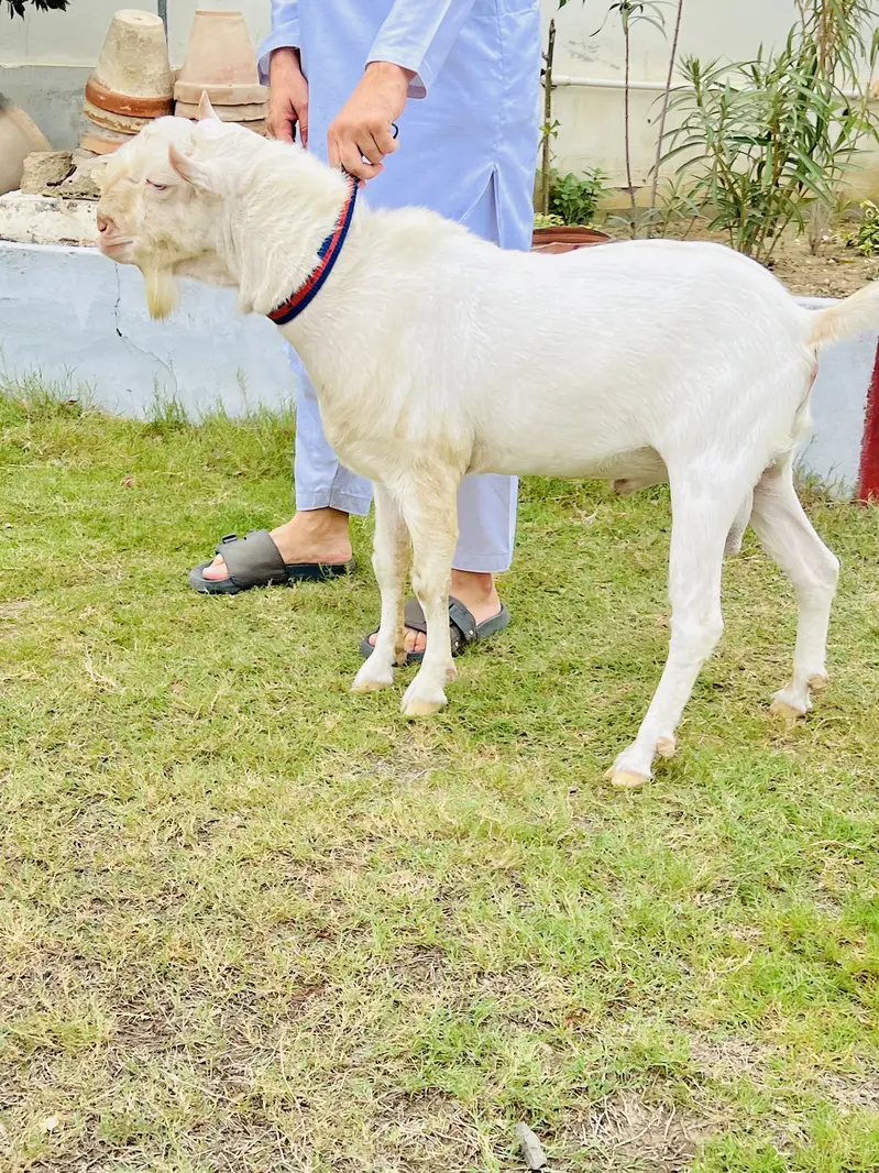 Gulabi Teddy Male Or Jambo Size Cage For Sale — photo 2