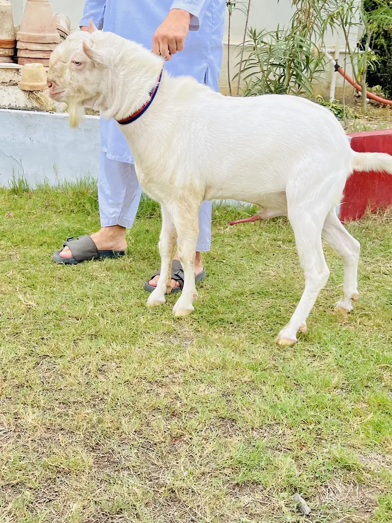 Gulabi Teddy Male Or Jambo Size Cage For Sale — photo 3