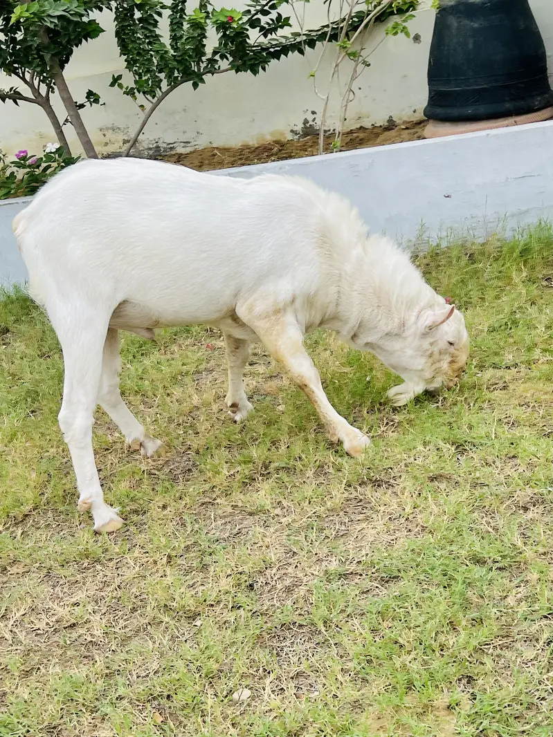Gulabi Teddy Male Or Jambo Size Cage For Sale — photo 4
