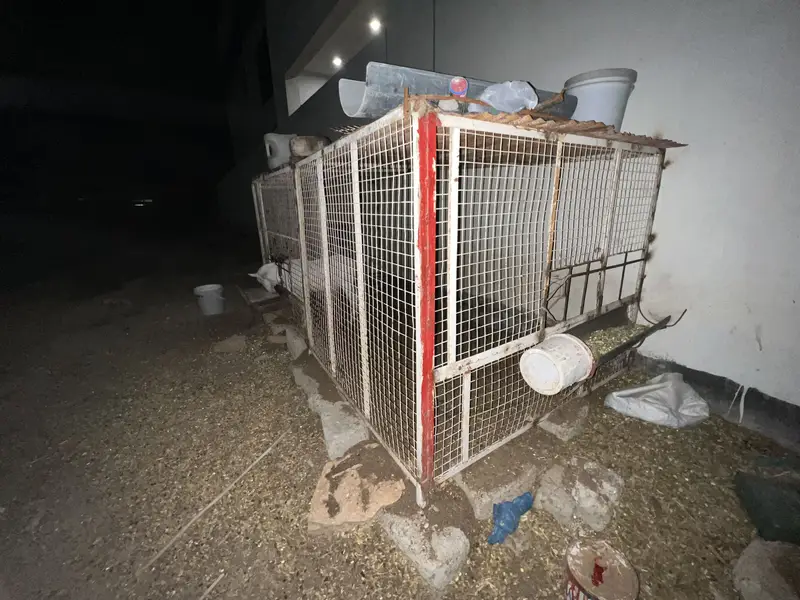 Gulabi Teddy Male Or Jambo Size Cage For Sale — photo 6