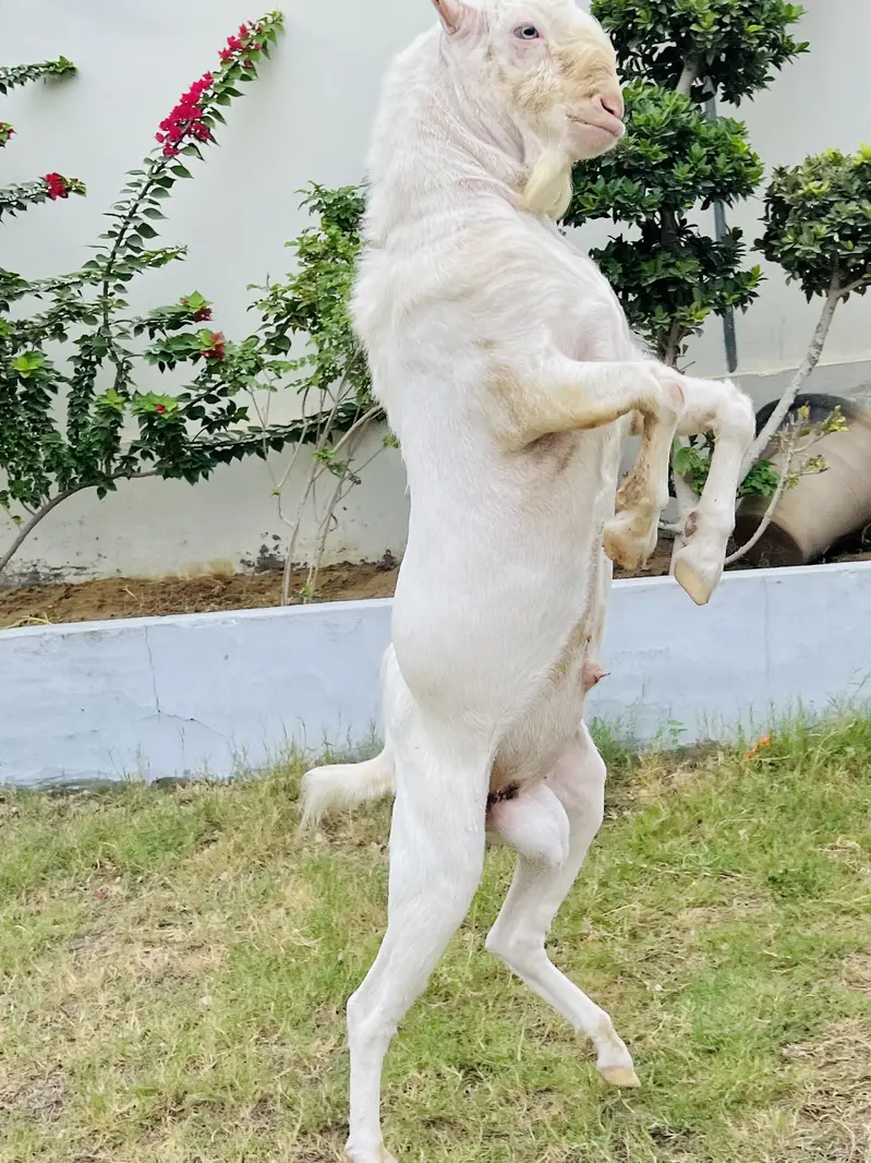 Gulabi Teddy Male Or Jambo Size Cage For Sale — photo 7