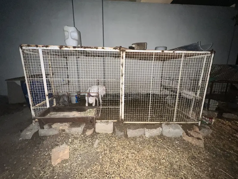 Gulabi Teddy Male Or Jambo Size Cage For Sale — photo 8