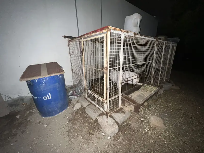 Gulabi Teddy Male Or Jambo Size Cage For Sale — photo 9