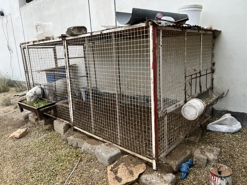 Gulabi Teddy Male Or Jambo Size Cage For Sale — photo 10