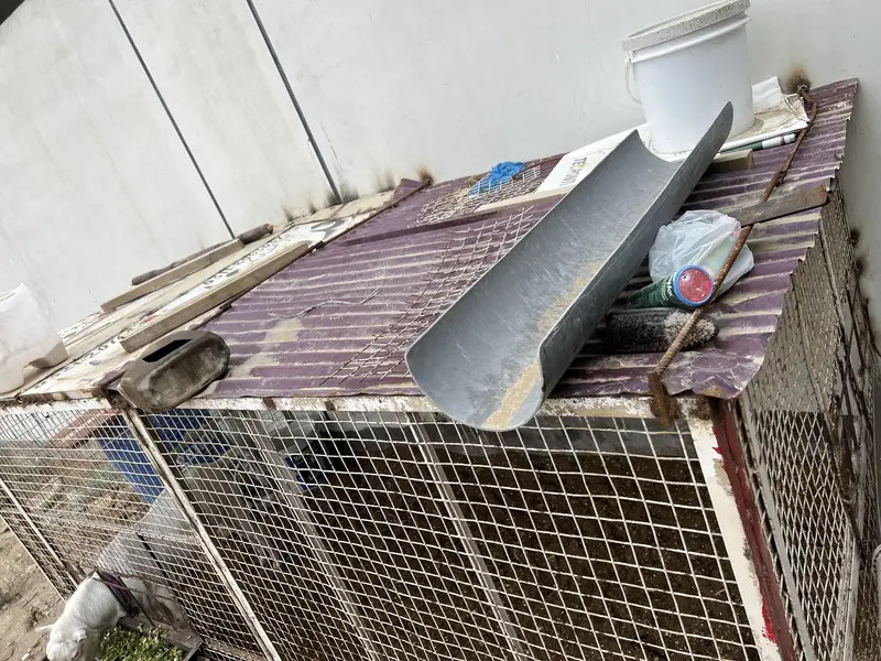 Gulabi Teddy Male Or Jambo Size Cage For Sale — photo 11