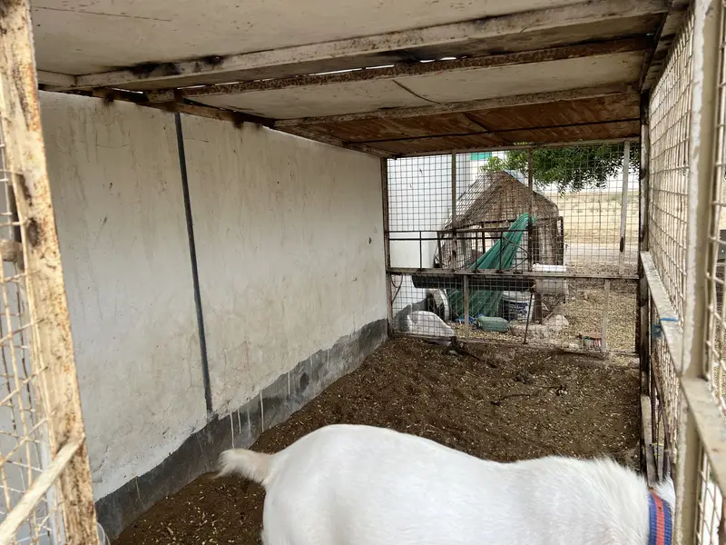 Gulabi Teddy Male Or Jambo Size Cage For Sale — photo 12