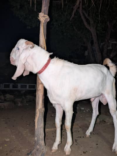 Rajanpouri bakra