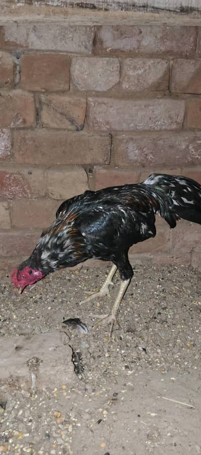 Aseel Chuzay/Murghian/Pathay Full Setup For Sale اصیل چوزے/مرغیاں/پٹھے