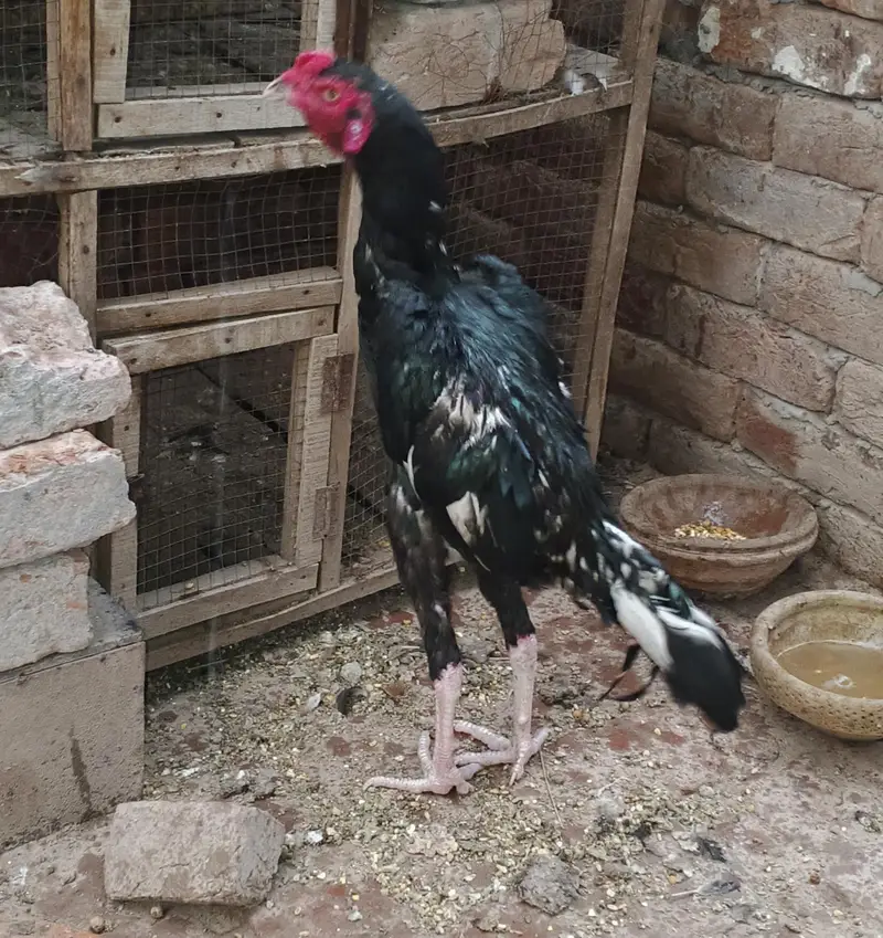 Aseel Chuzay/Murghian/Pathay Full Setup For Sale اصیل چوزے/مرغیاں/پٹھے — photo 3