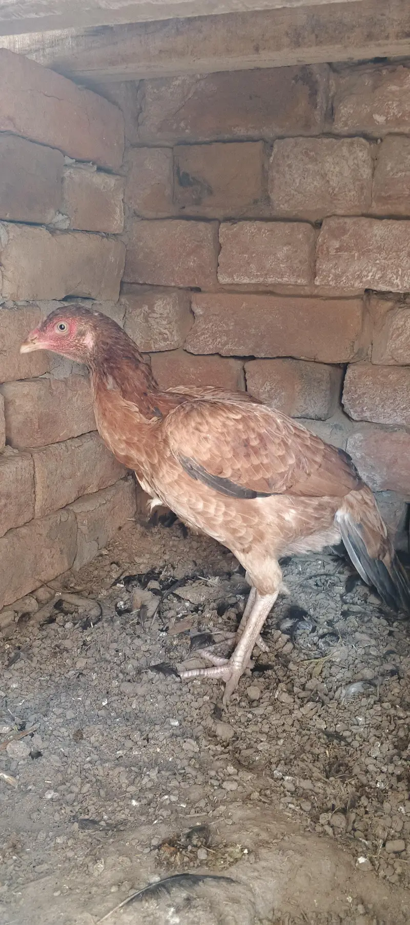 Aseel Chuzay/Murghian/Pathay Full Setup For Sale اصیل چوزے/مرغیاں/پٹھے — photo 4