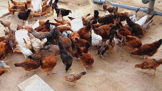 Golden misri egg k Lia Available