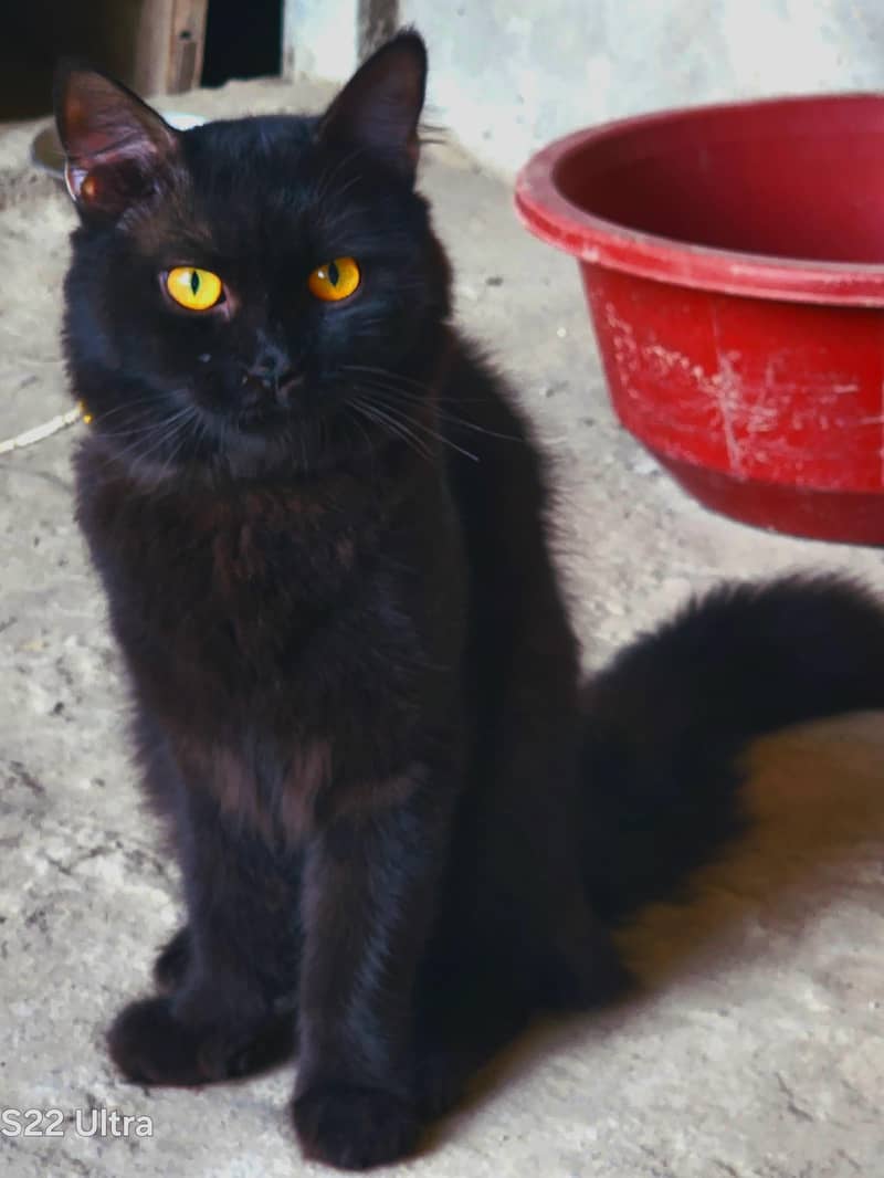 Persian cat 0