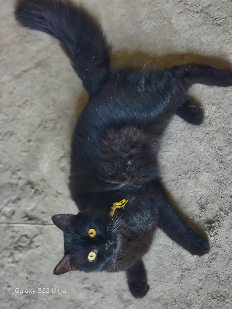 Persian cat — photo 2