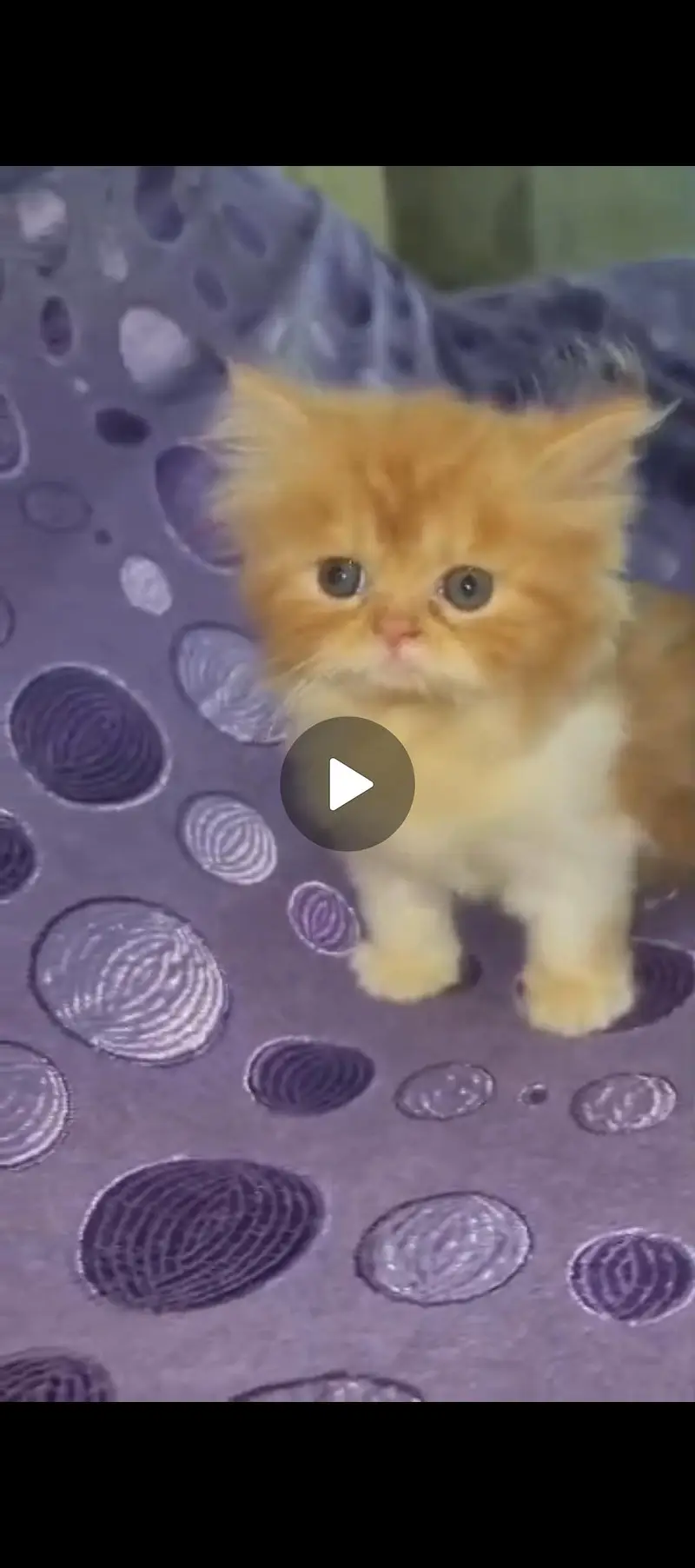  Cute Persian Punch Face Kittens – 2 Months Old | Available Now  — photo 2