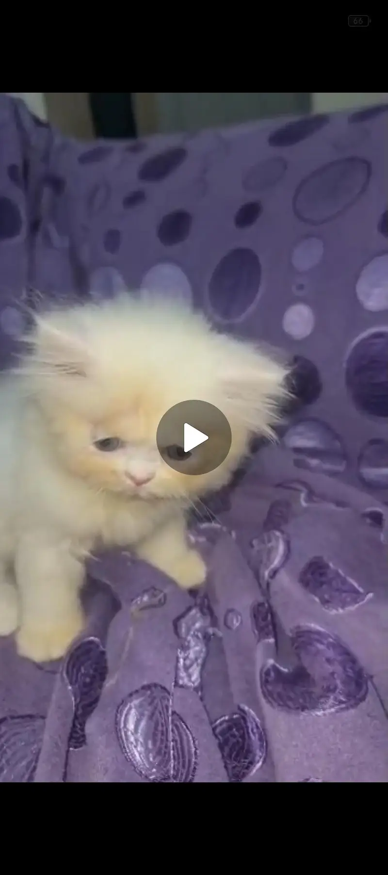  Cute Persian Punch Face Kittens – 2 Months Old | Available Now  — photo 3