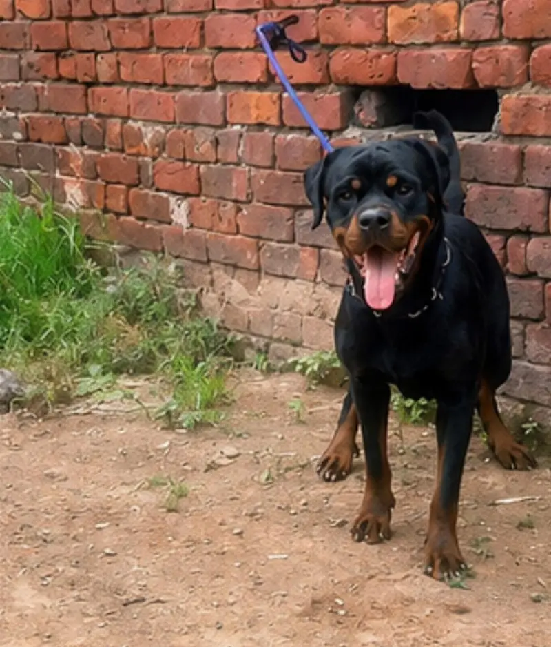 Rottweiler female 9 month non Pedigree Punch face ma hai — photo 5